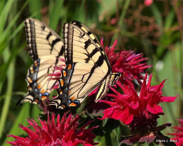 Two Swallowtail Butterflies by Donna J. Ward